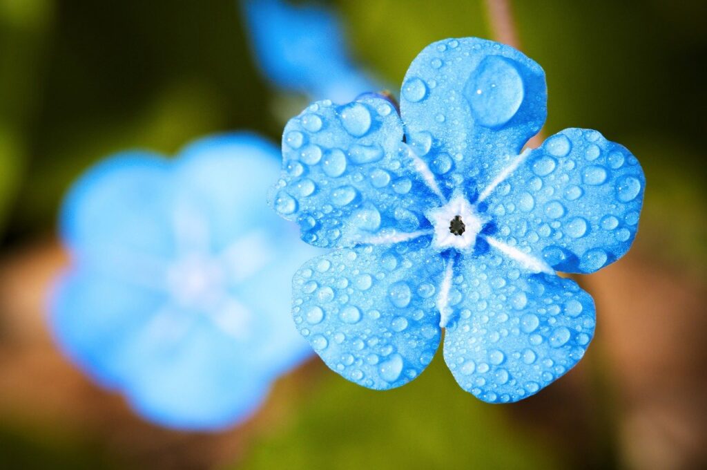 blue flower, dew, dewdrops-2197679.jpg